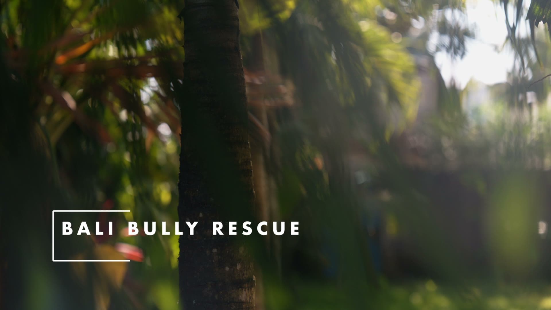 Inside the Bali Bully Rescue centre