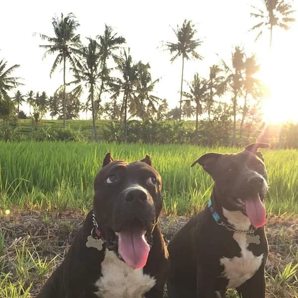 A dog at the Bali Bully Rescue centre